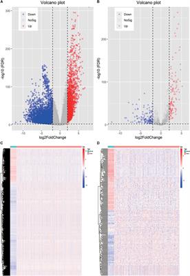 Development of an Immune-Related Risk Signature for Predicting Prognosis in Lung Squamous Cell Carcinoma